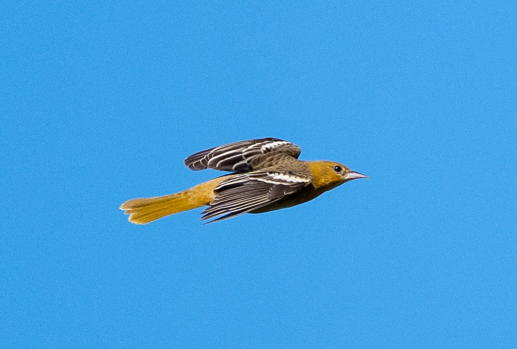 Baltimore Oriole - ML642170326