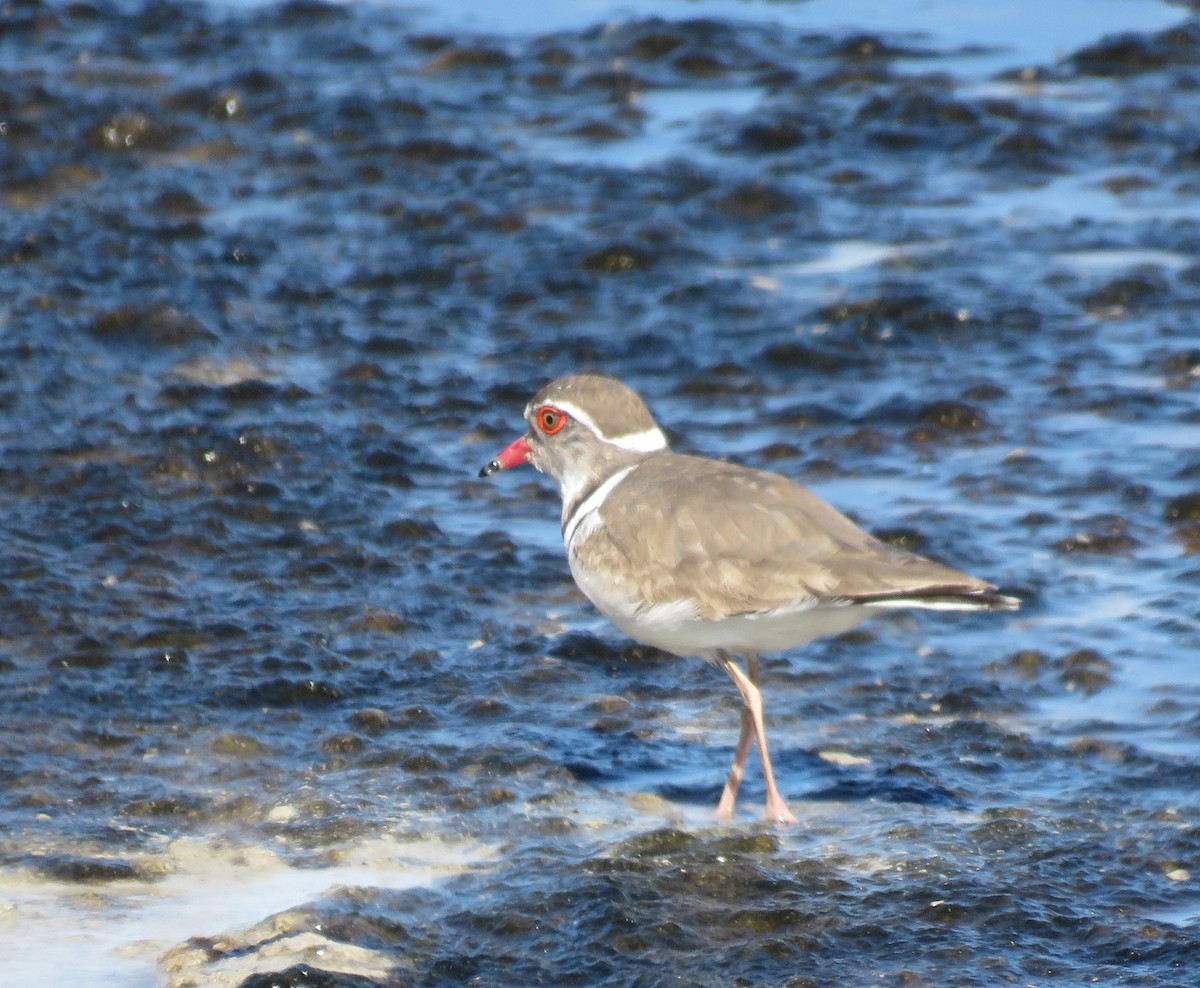 Three-banded Plover - ML642170327