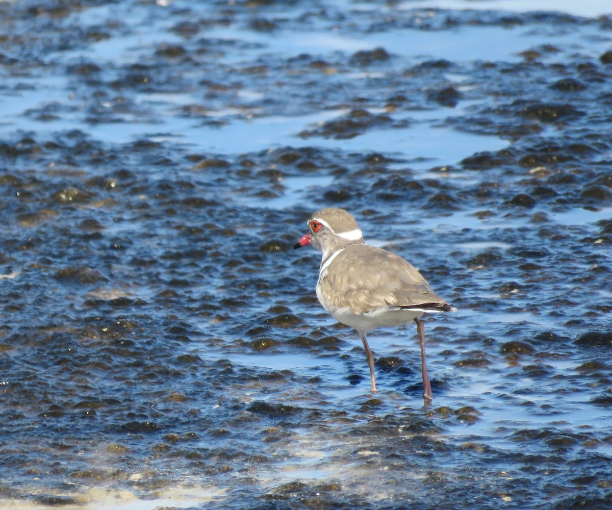 Three-banded Plover - ML642170328