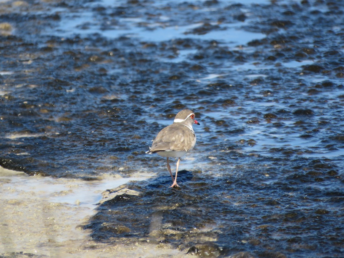 Three-banded Plover - ML642170329