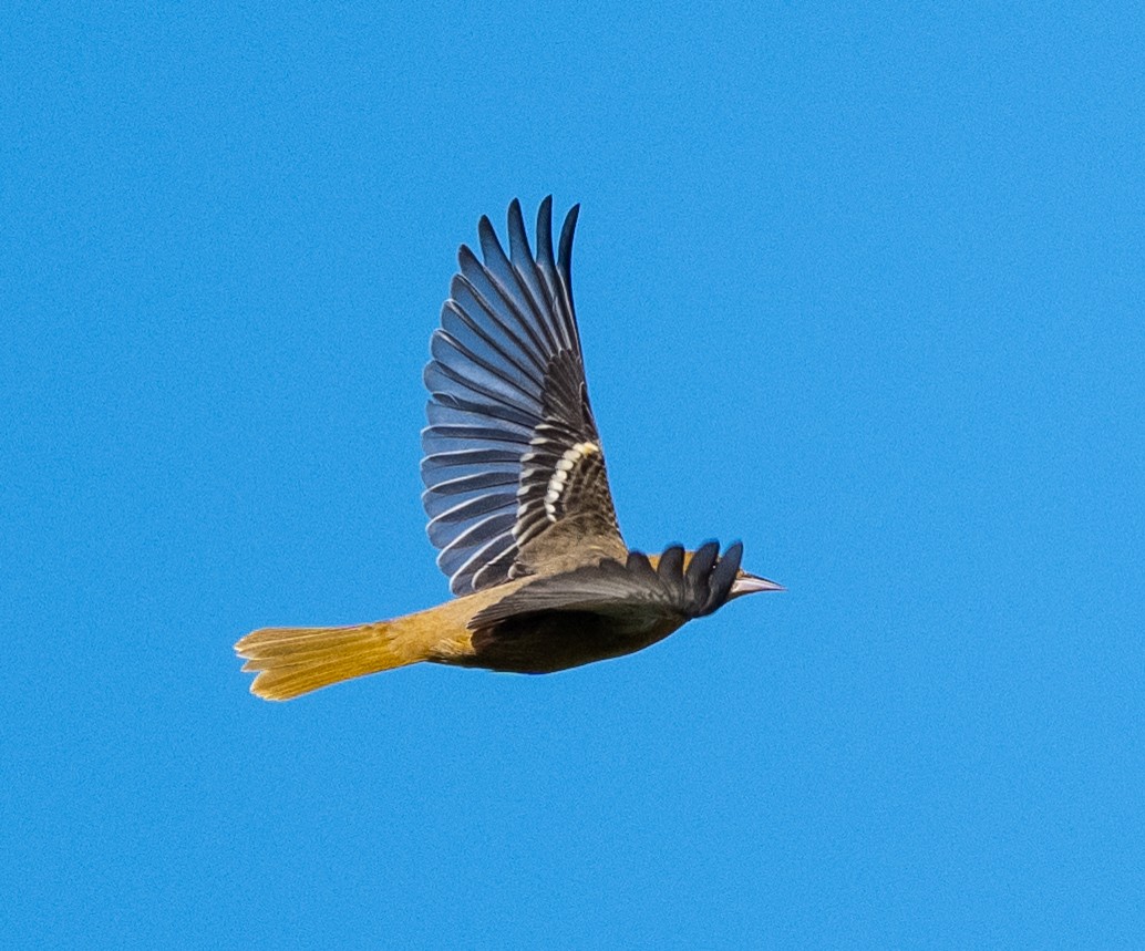 Baltimore Oriole - ML642170332