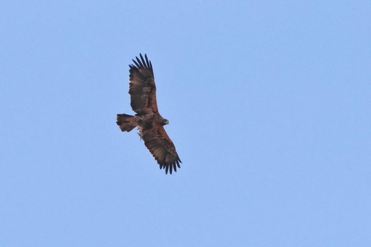 Aquila imperiale iberica - ML642170336