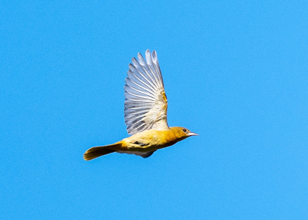 Baltimore Oriole - ML642170341