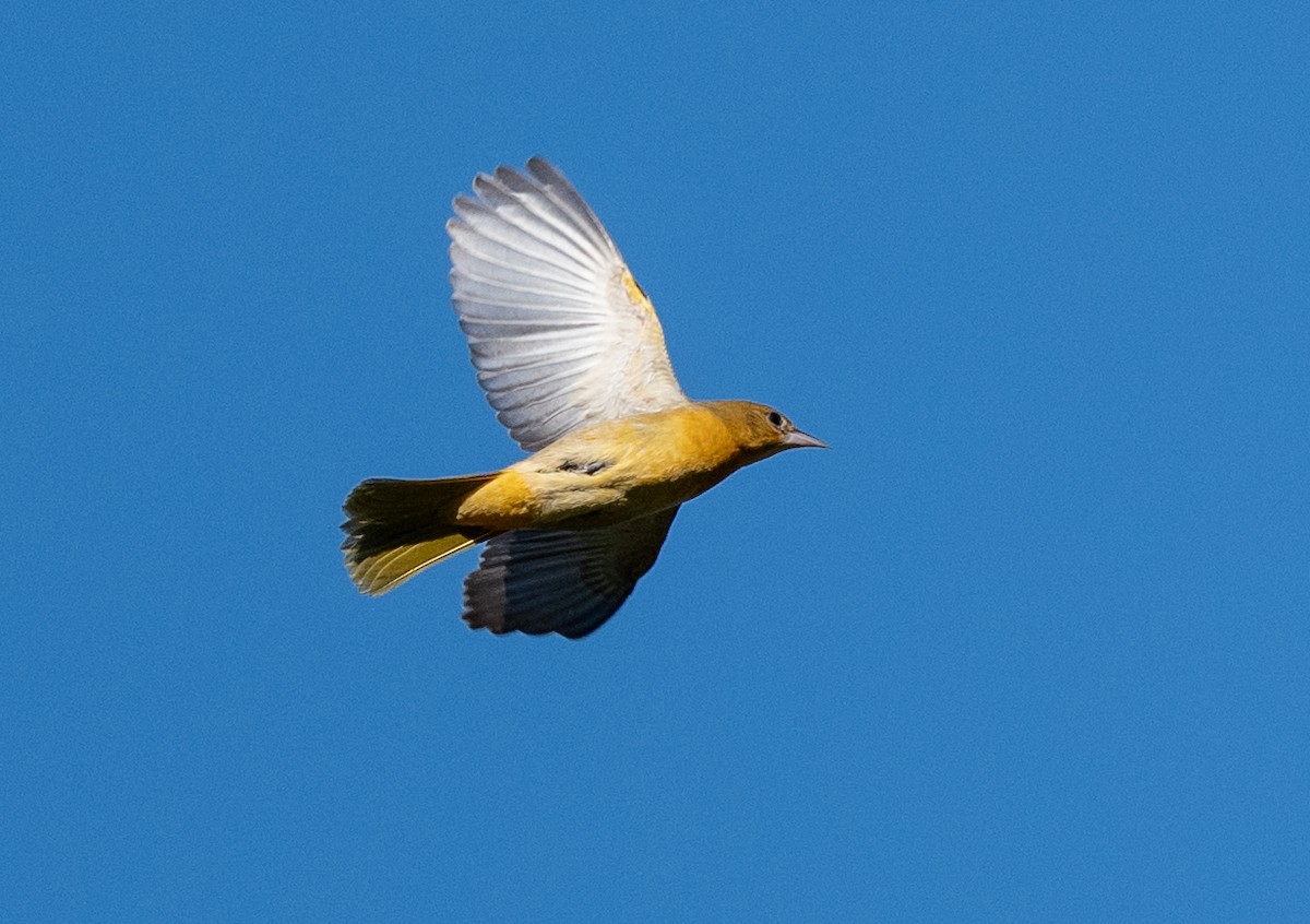 Baltimore Oriole - ML642170350