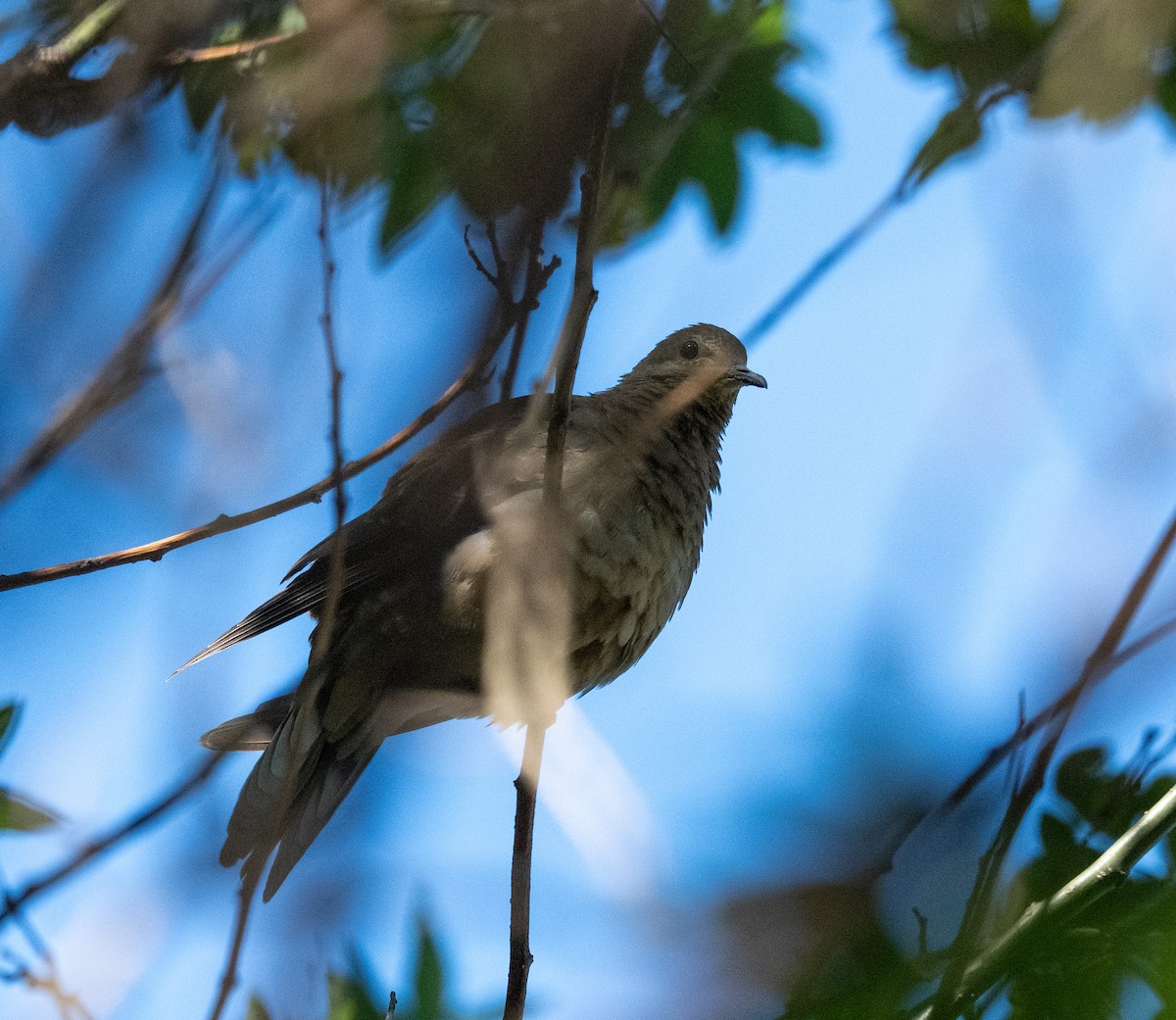 Mourning Dove - ML642170360