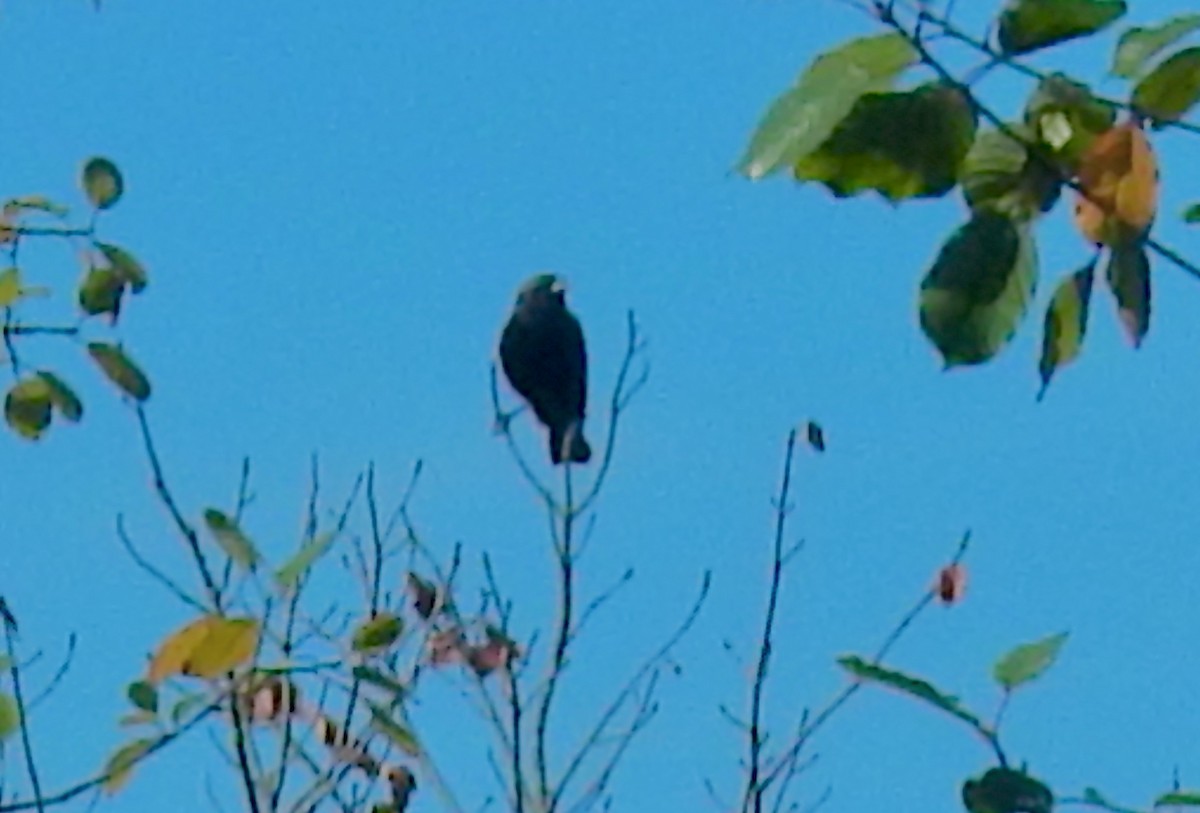 Red-winged Blackbird (Red-winged) - ML642170377