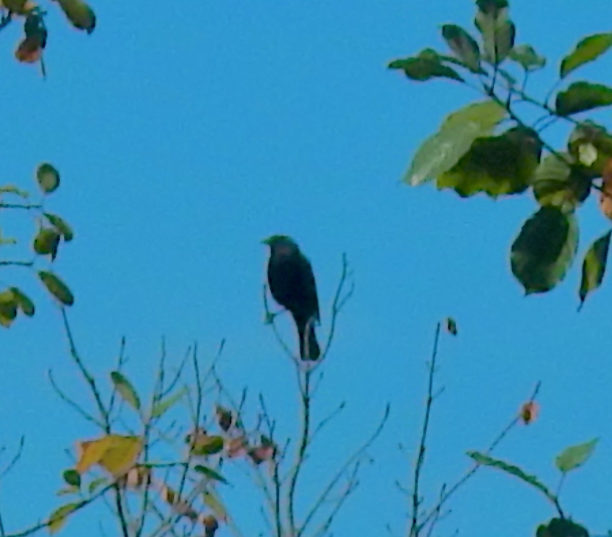 Red-winged Blackbird (Red-winged) - ML642170378
