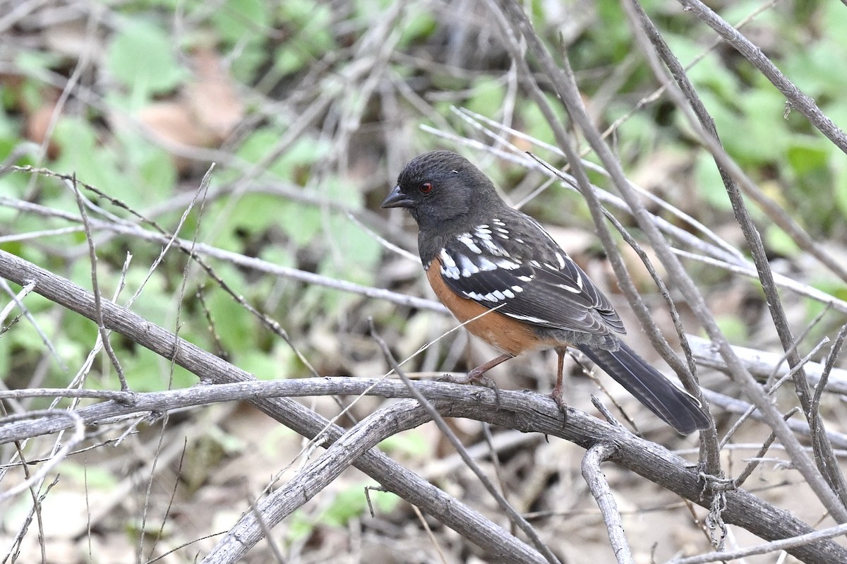 Spotted Towhee - ML642170391