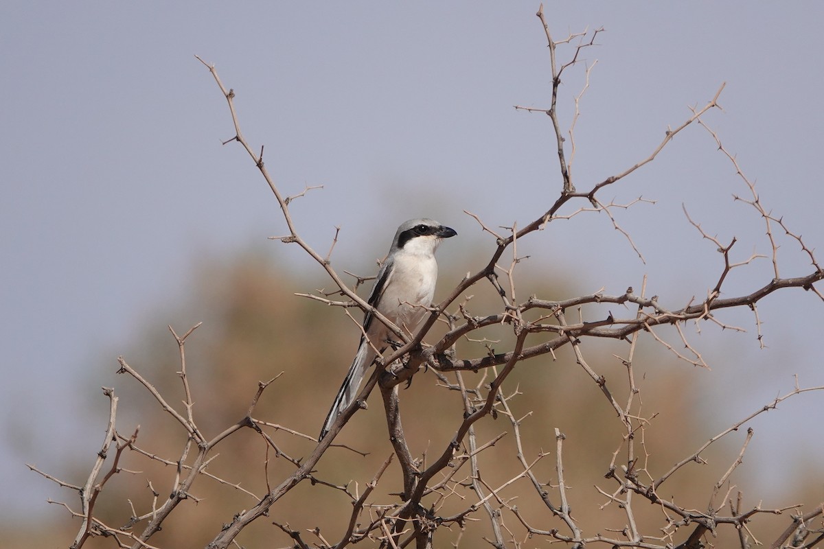 Great Gray Shrike (Sahara) - ML642170418
