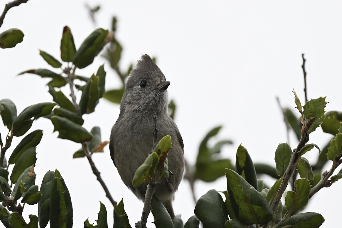 Oak Titmouse - ML642170424