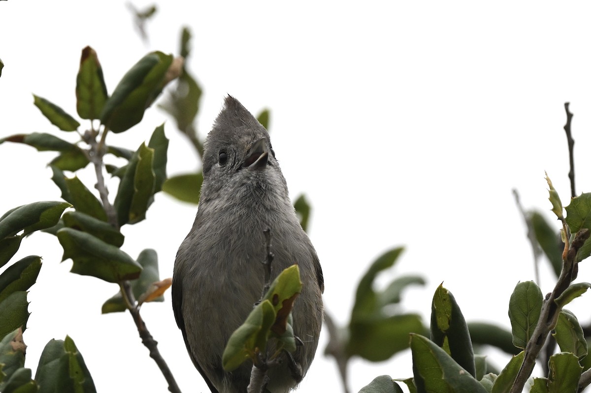 Oak Titmouse - ML642170425