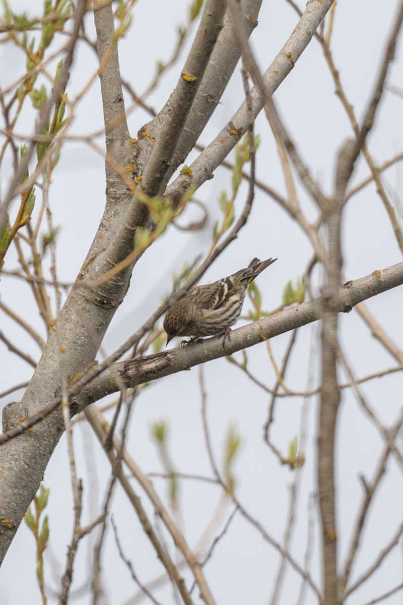 Pine Siskin - ML642170445