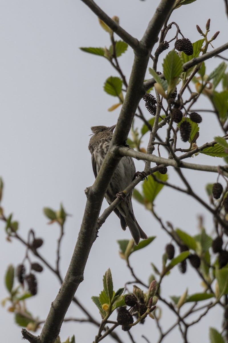 Pine Siskin - ML642170446