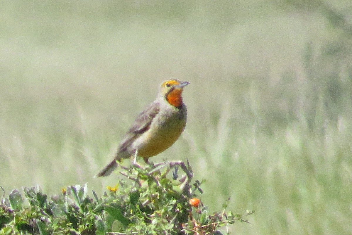 Orange-throated Longclaw - ML642170448