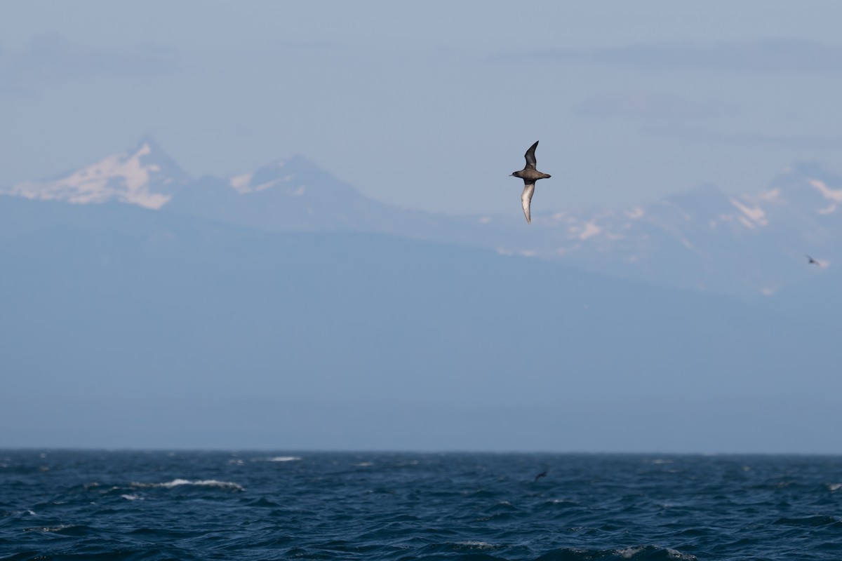 Short-tailed Shearwater - ML642170449