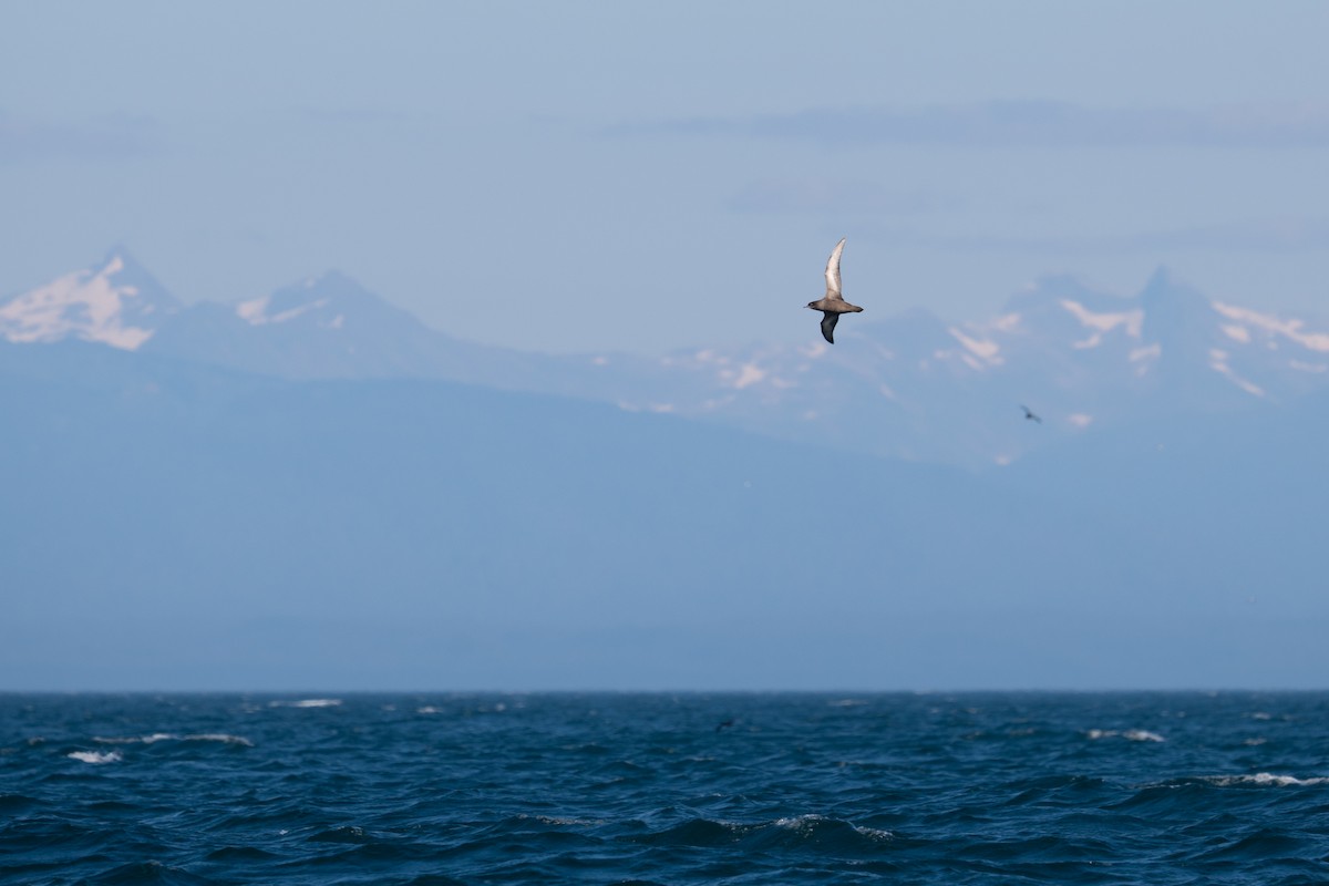 Short-tailed Shearwater - ML642170450