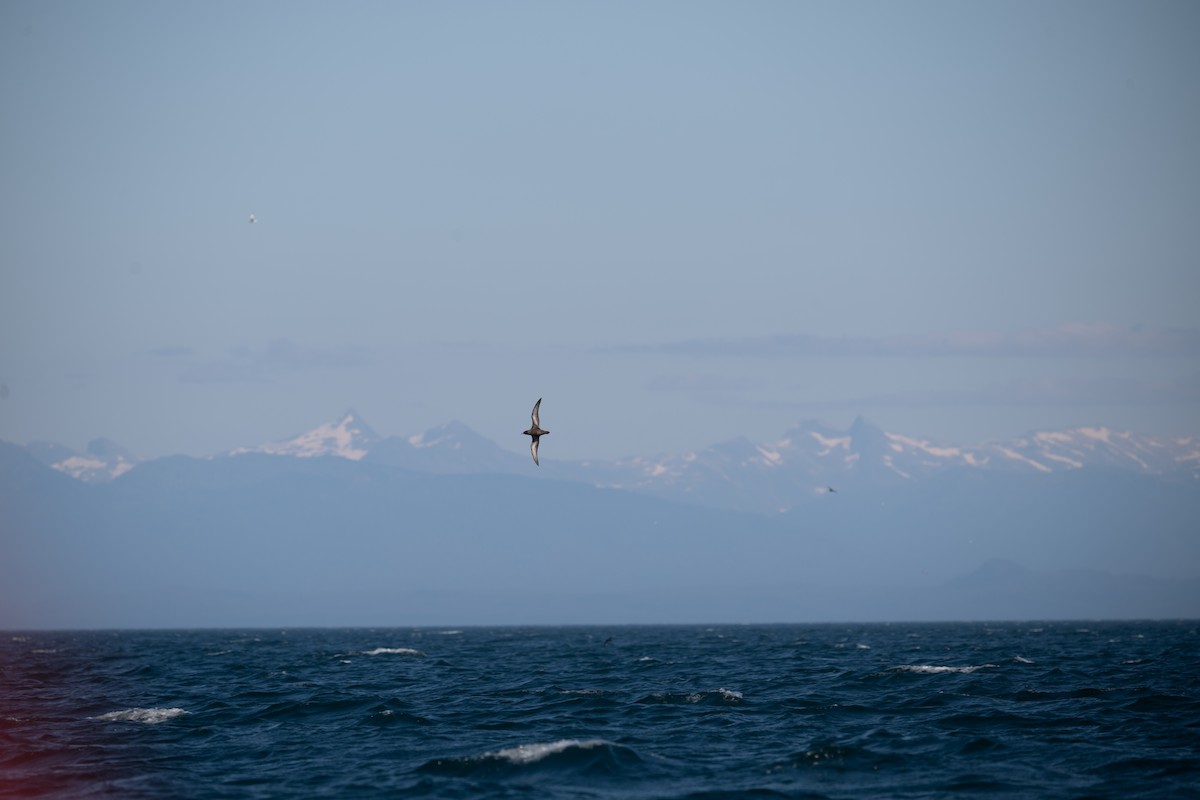 Short-tailed Shearwater - ML642170451