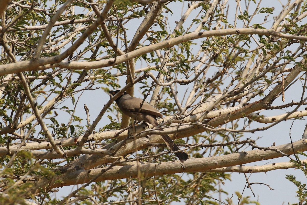 Hooded Treepie - ML642170455