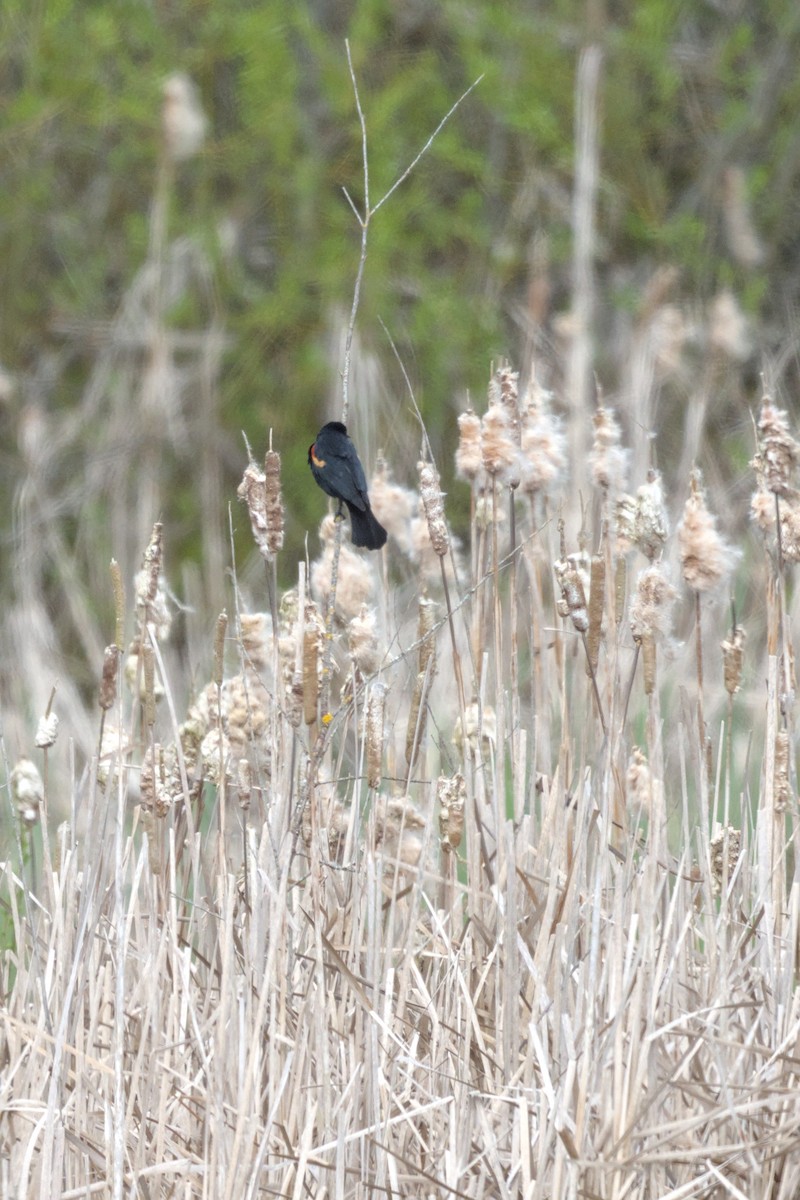 Red-winged Blackbird - ML642170464