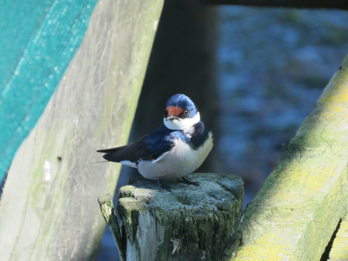 White-throated Swallow - ML642170499