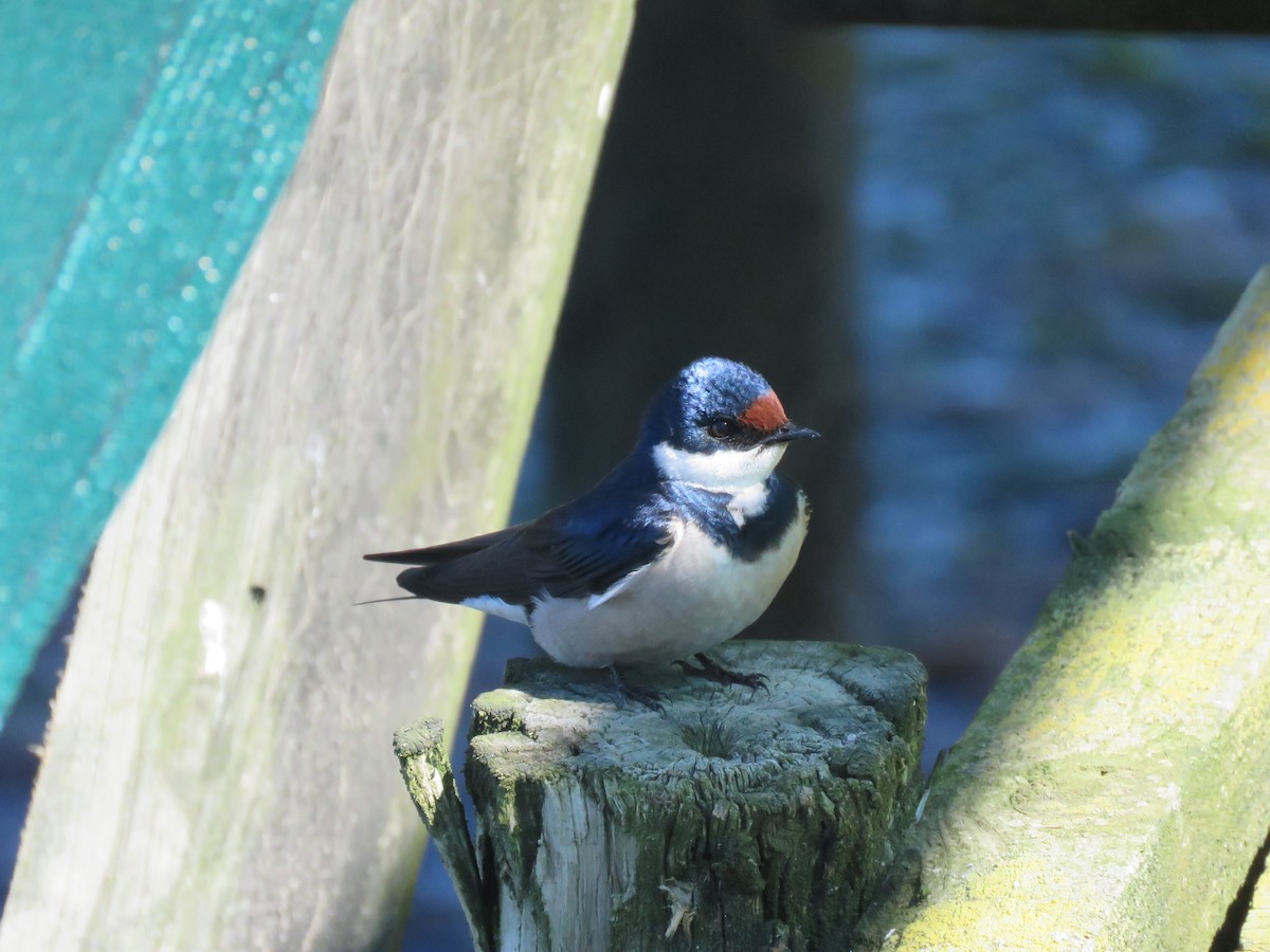 White-throated Swallow - ML642170500