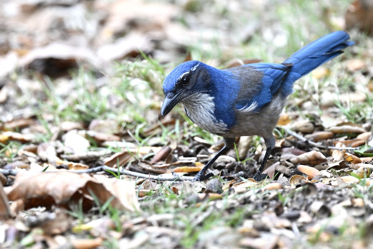 California Scrub-Jay - ML642170502