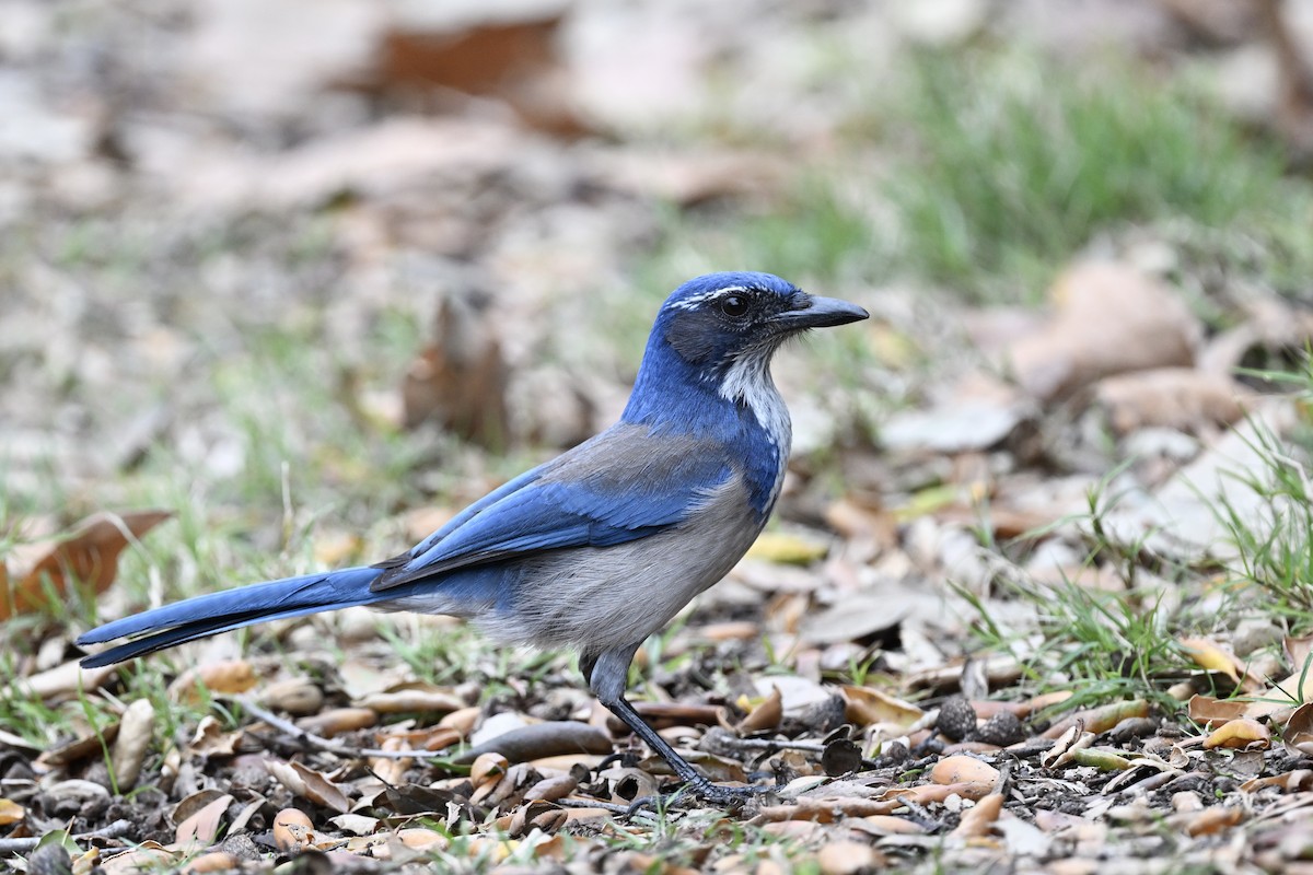 California Scrub-Jay - ML642170503