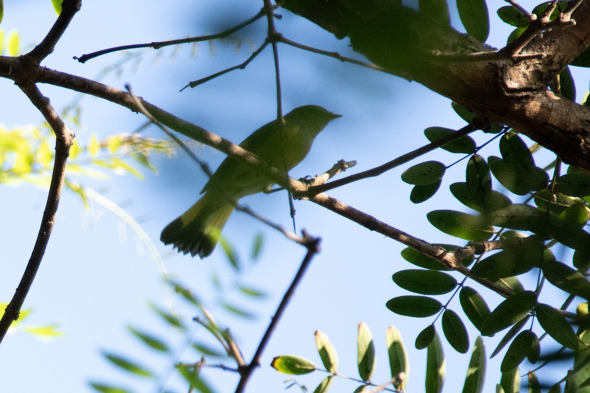 American Redstart - ML642170505