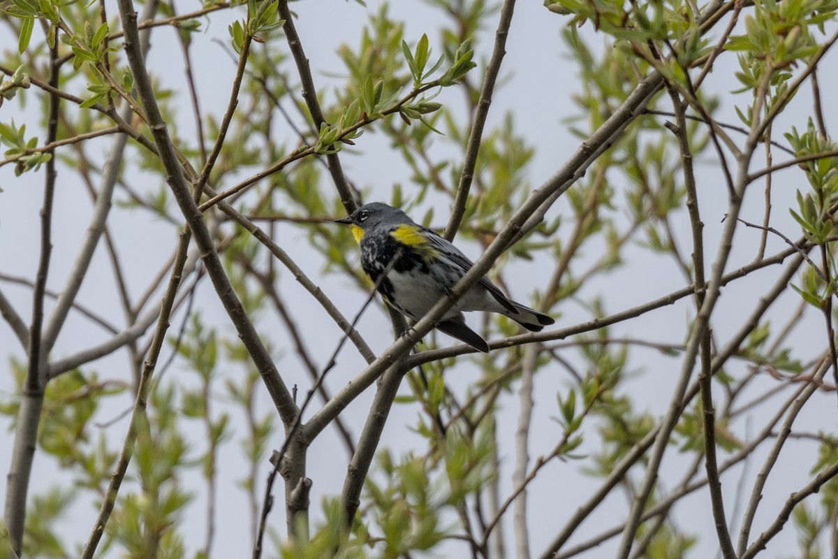 Yellow-rumped Warbler - ML642170506