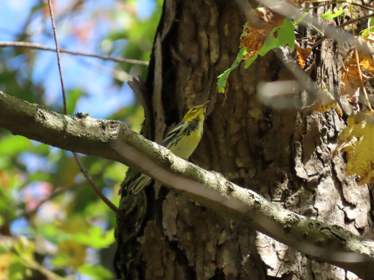 Black-throated Green Warbler - ML642170508