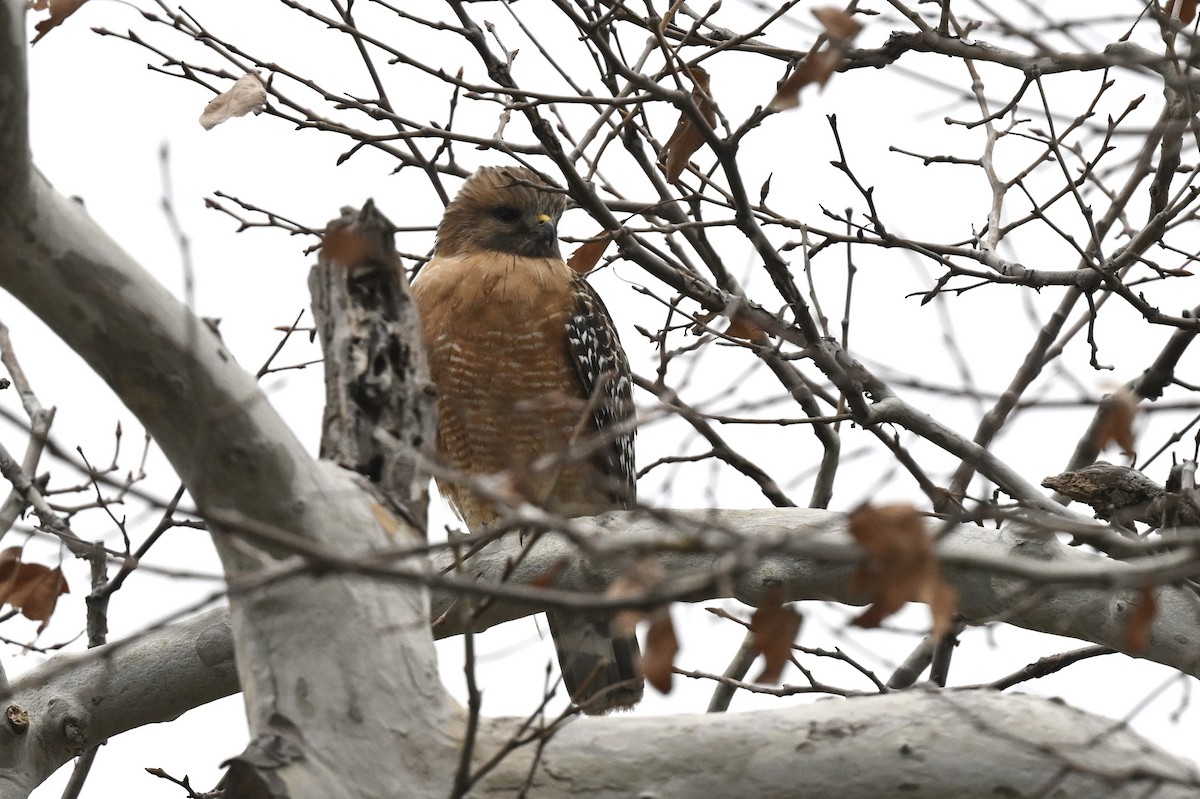 Red-shouldered Hawk - ML642170515