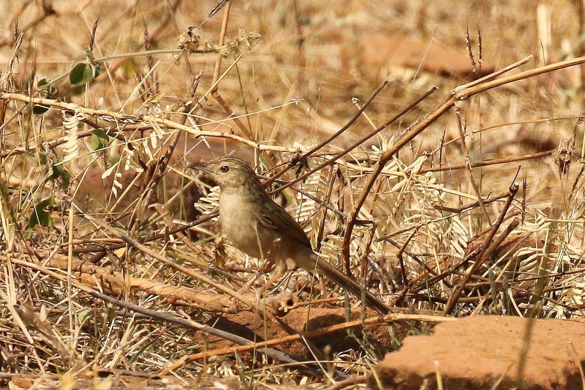 Burmese Prinia - ML642170517