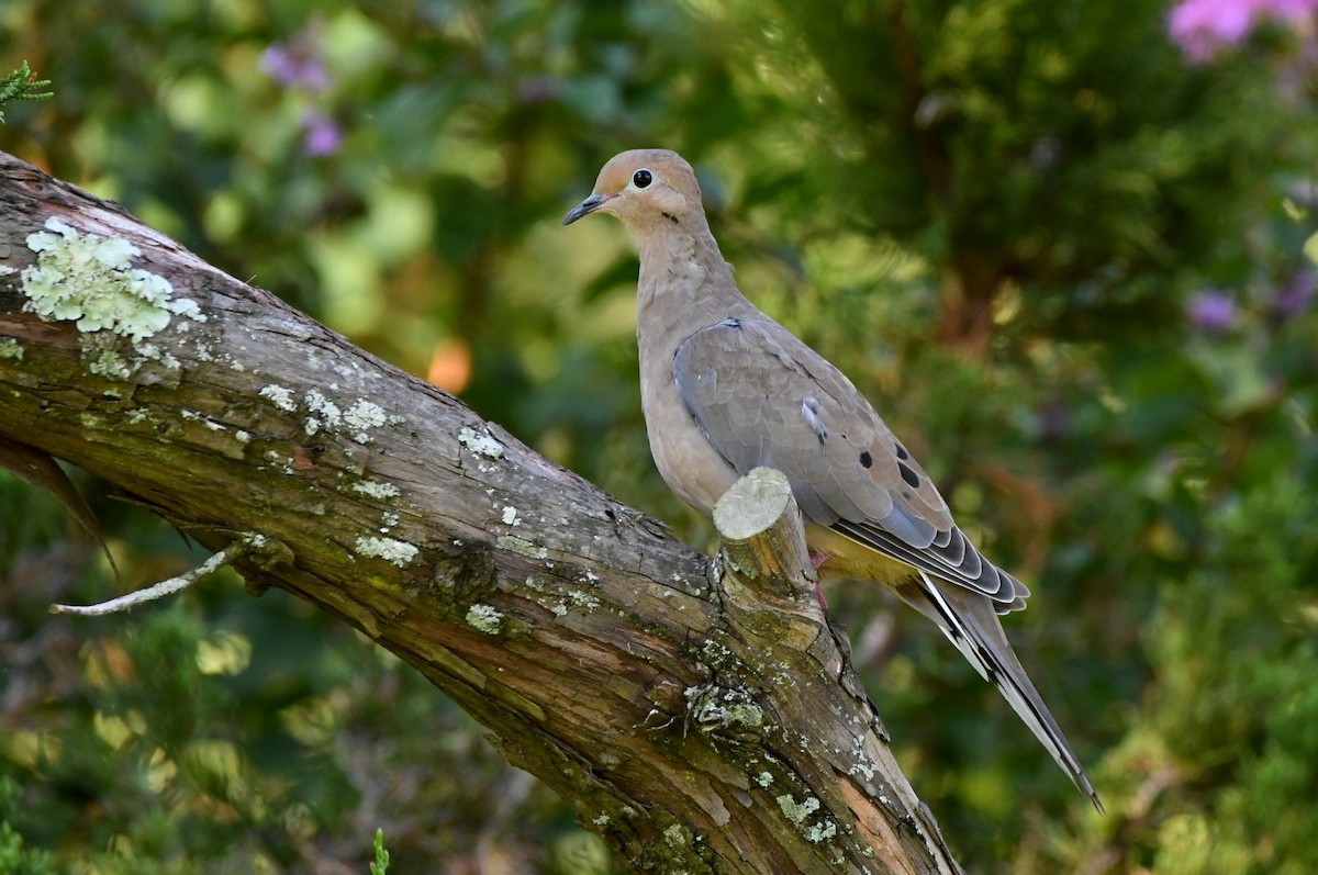Mourning Dove - ML642170518