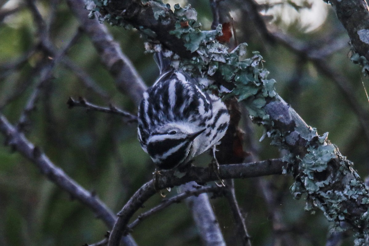Black-and-white Warbler - ML642170521