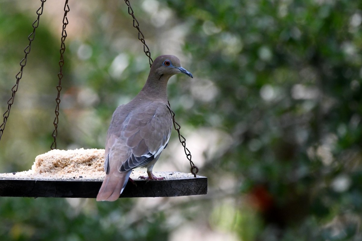 White-winged Dove - ML642170522