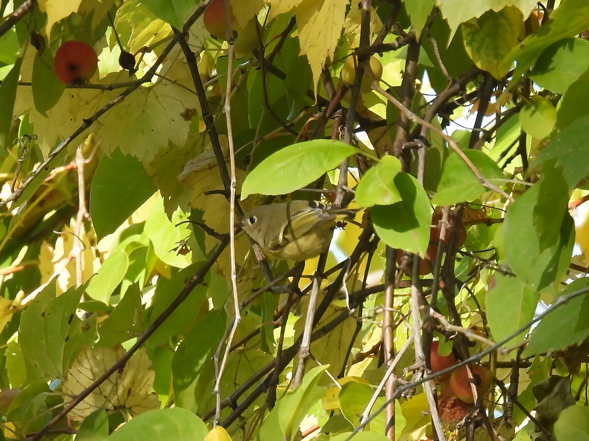Ruby-crowned Kinglet - ML642170524