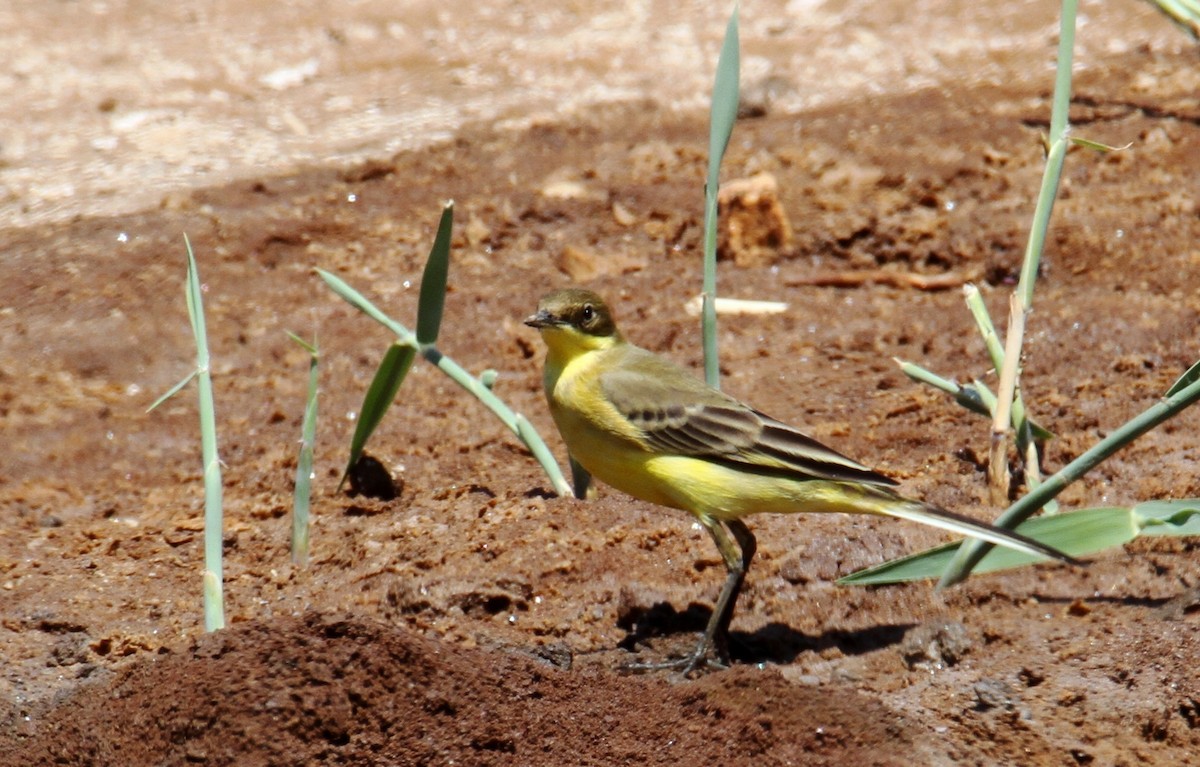 Western Yellow Wagtail - ML642170529