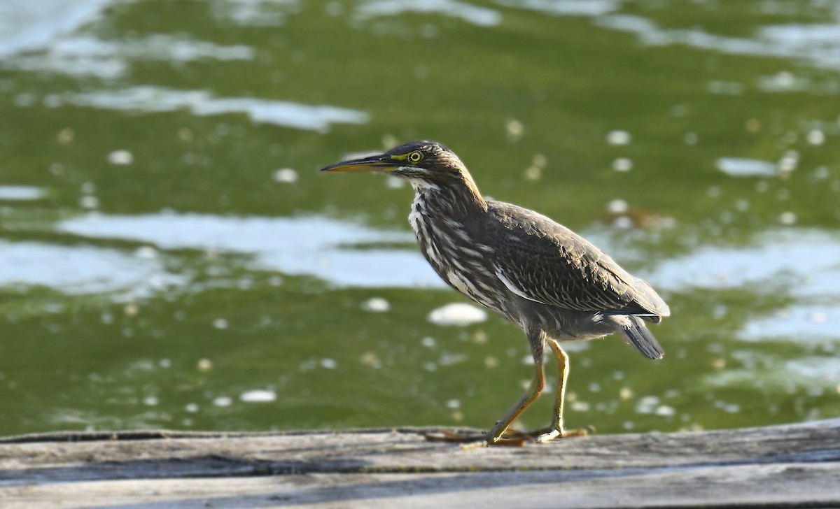 Green Heron - ML642170533