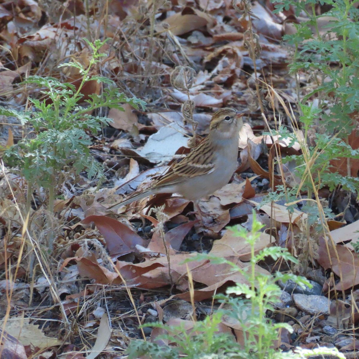Chipping Sparrow - ML642170535