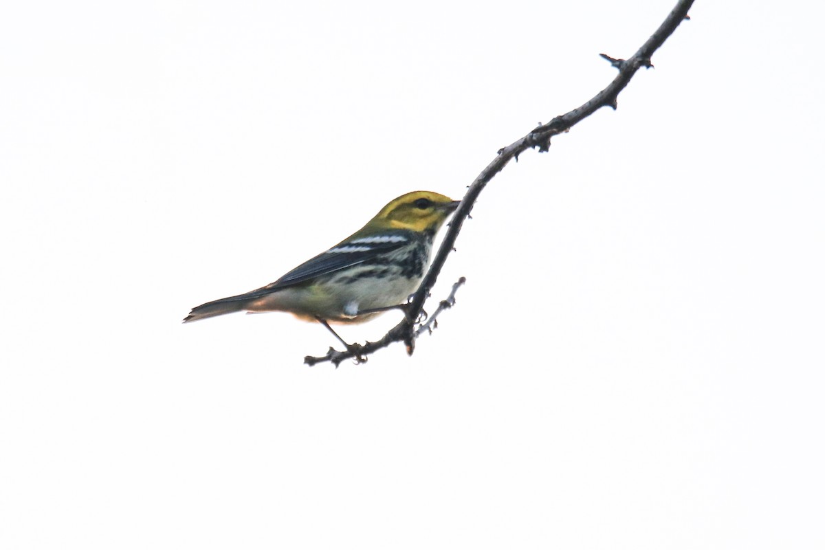Black-throated Green Warbler - ML642170536