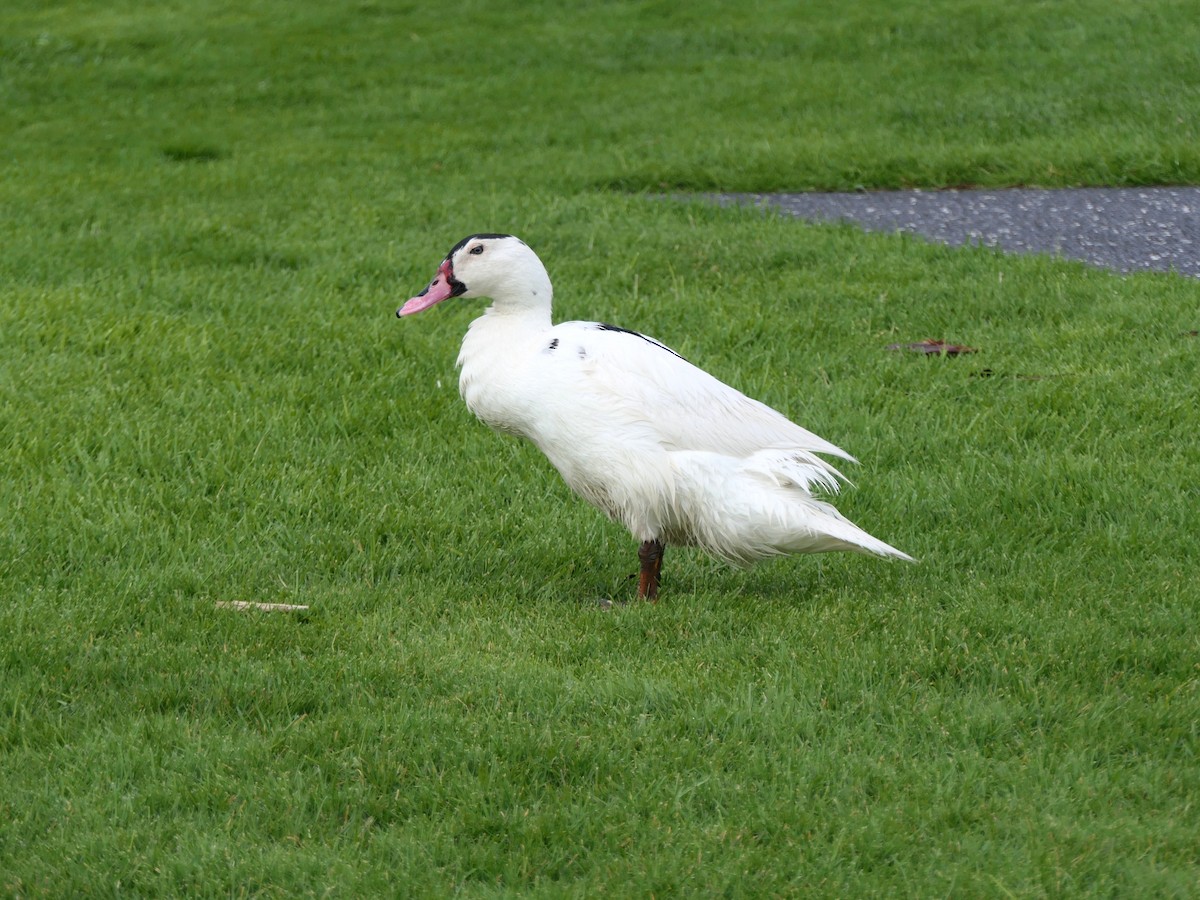Muscovy Duck (Domestic type) - ML642170538