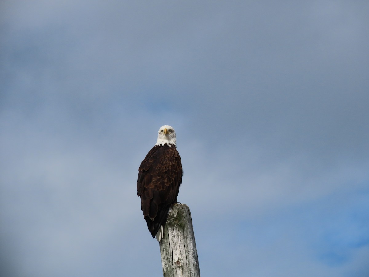 Bald Eagle - ML642170541