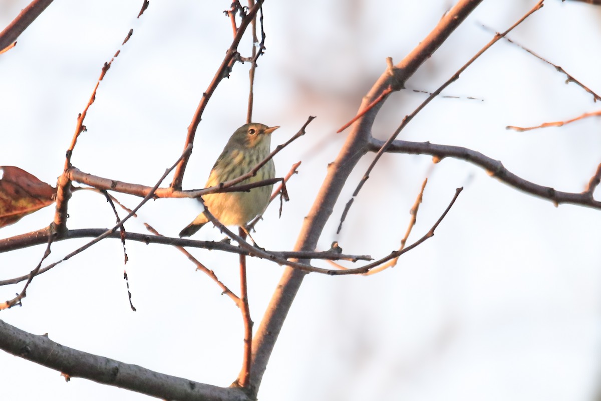 Cape May Warbler - ML642170543