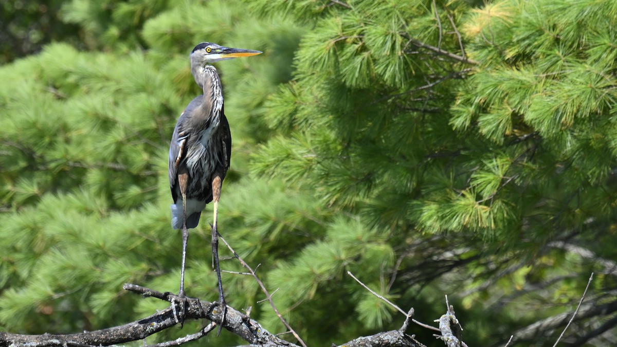 Great Blue Heron - ML642170544