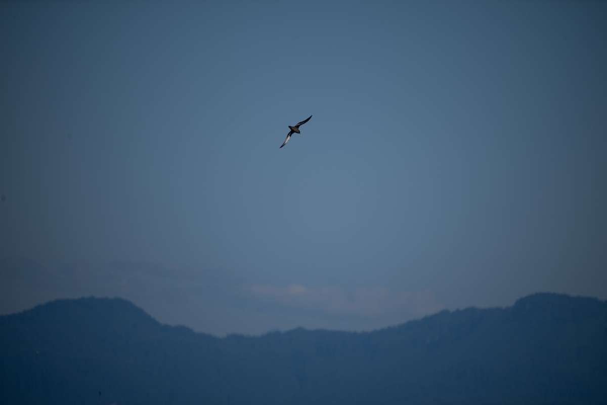Sooty Shearwater - ML642170545