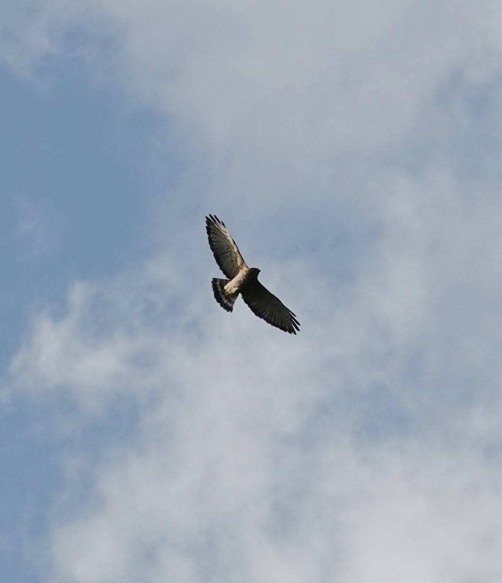 Broad-winged Hawk - ML642170546