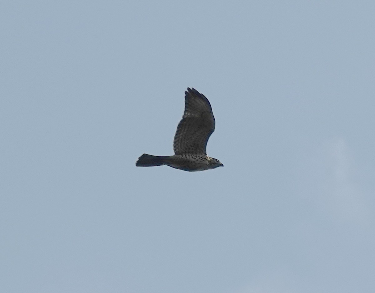 Broad-winged Hawk - ML642170549