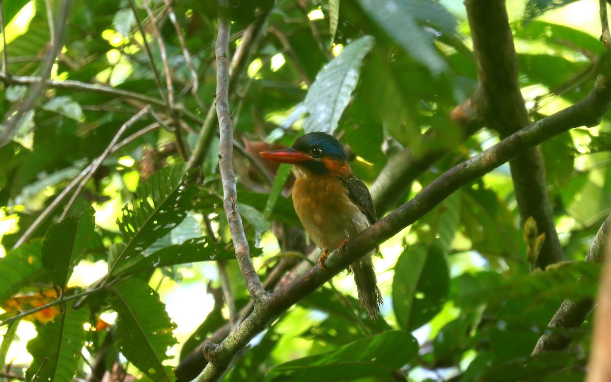 Blue-capped Kingfisher - ML642170550