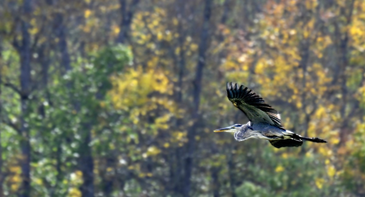 Great Blue Heron - ML642170552