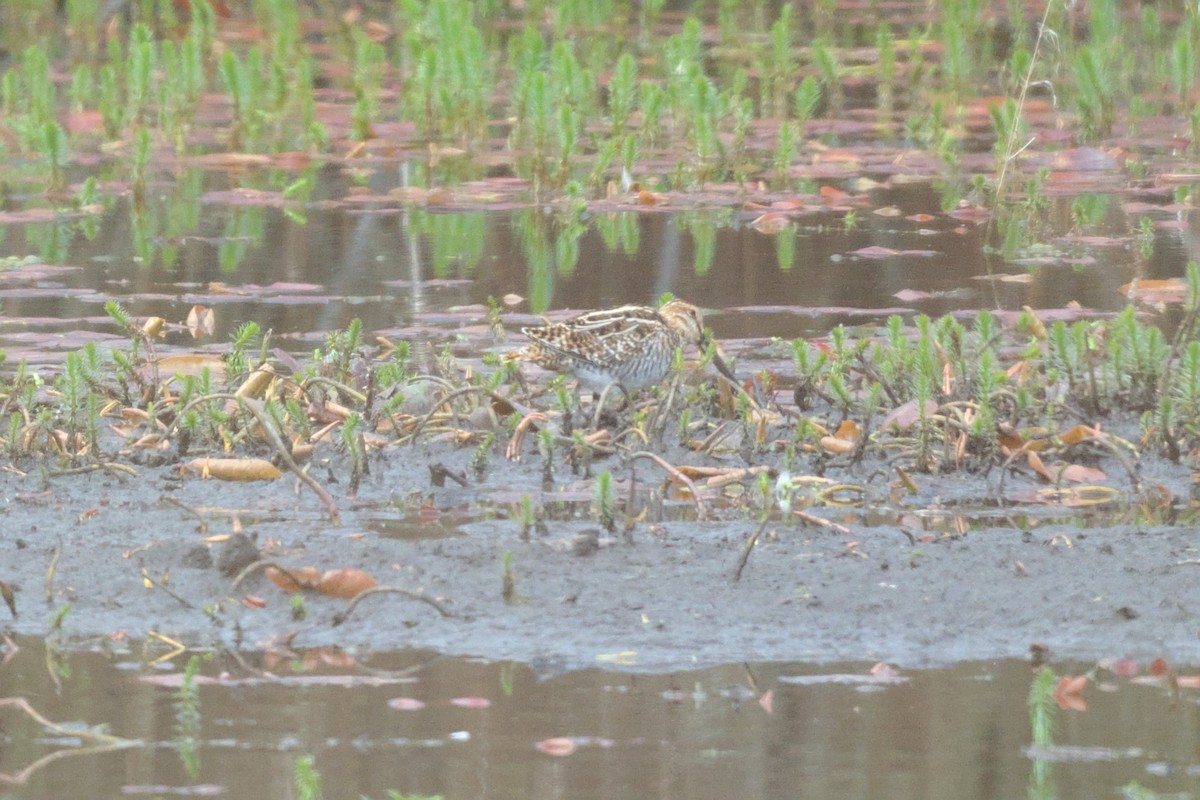 Wilson's Snipe - ML642170571